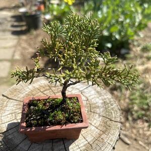  shohin bonsai sin Park подлинный Kashiwa бонсай маленький товар 