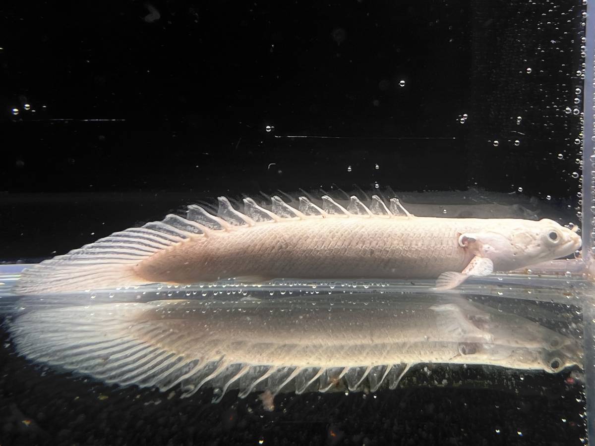 ヤフオク! -プラチナ エンドリケリー(淡水魚)の中古品・新品・未使用品一覧