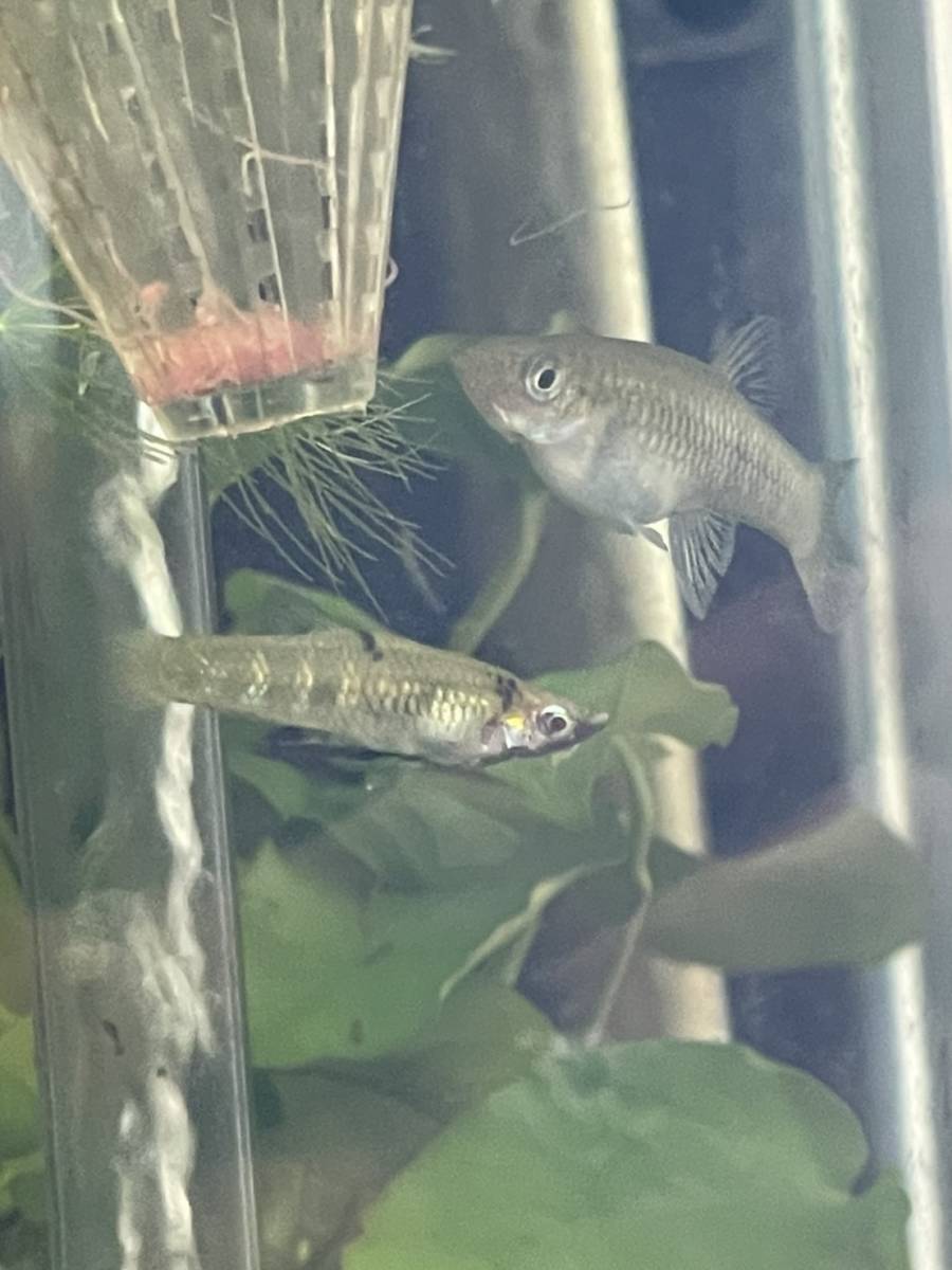 ヤフオク! -超~(淡水魚)の中古品・新品・未使用品一覧