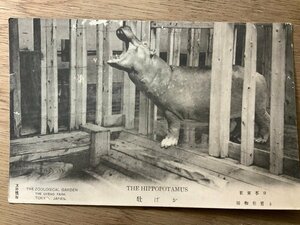 FF-2411 ■送料無料■ 東京都 上野動物園 かば 動物 レトロ 動物園 絵葉書 エンタイア 写真 古写真/くNAら