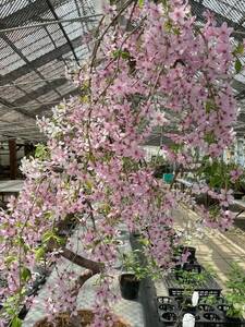 sidare Sakura *..3 год,. имеется, высота дерева 45. передний и задний (до и после),18cm горшок конструкция ..