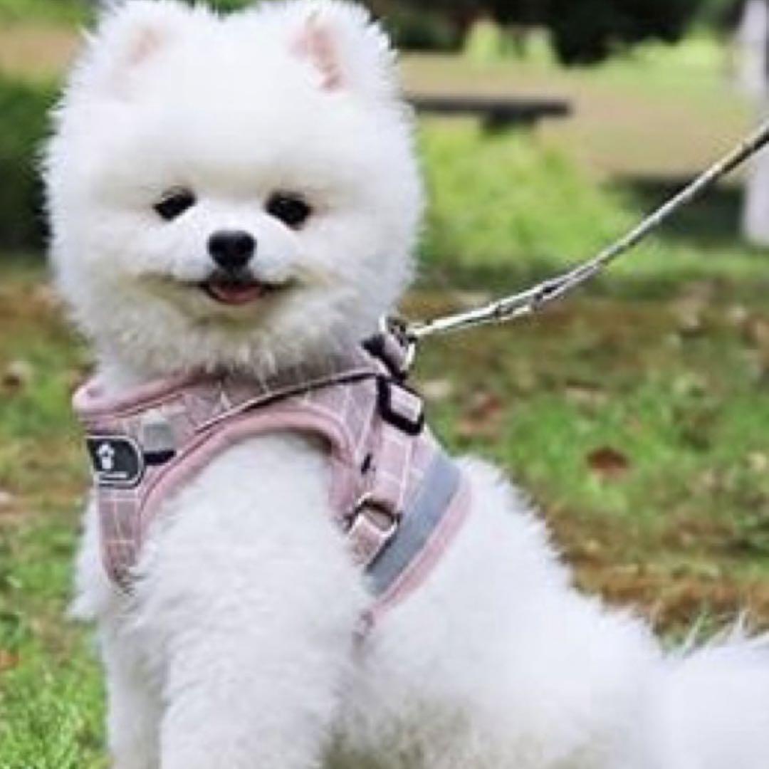 ハーネス リード M 服 苺柄 いちご イチゴ 犬 いぬ イヌ 紐付き | www