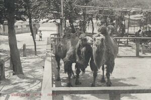 京都市記念動物園 駱駝★昭和初期★戦前古絵葉書★n236