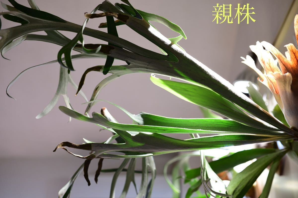 とっておきし新春福袋 ビカクシダ 胞子 P.Fubuki フブキ 植物/観葉植物