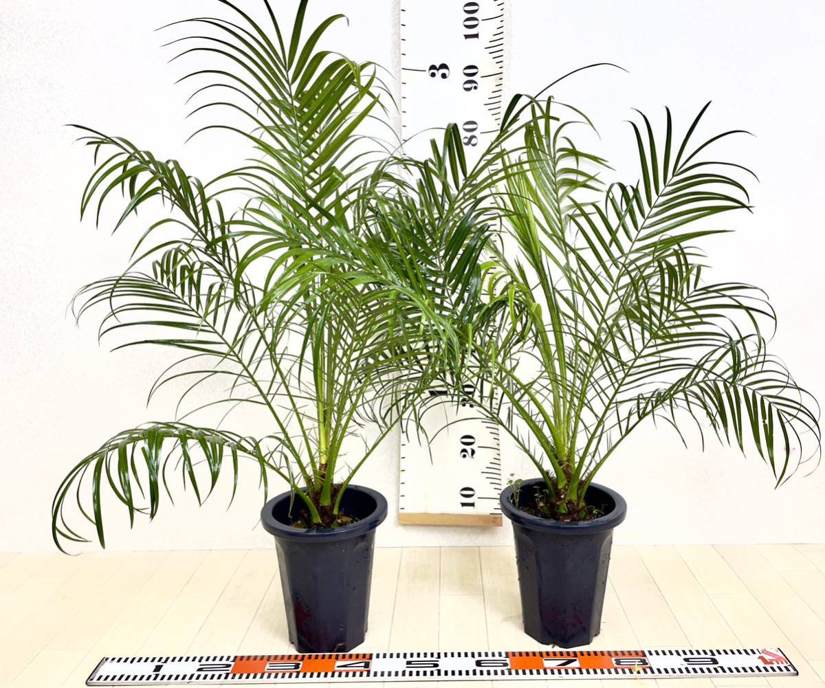 Palm Tree | iChibaJP - Mua Hộ Hàng Nhật, Đấu Giá Yahoo Auction