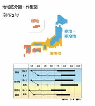 【国内育成・採取】 南桜2号 家庭菜園 種 タネ トマト 野菜_画像4