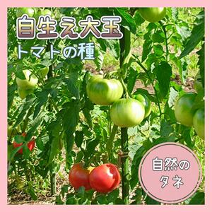【国内育成・採取】 自生え大玉 家庭菜園 種 タネ トマト