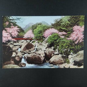 【絵葉書1816】三重 伊勢菰野湯の山温泉 大石橋付近の桜 / 戦前絵はがき 古写真 郷土資料