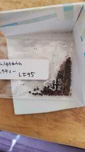 ギムノカリキウム　ベルクティー LF95 種子15粒
