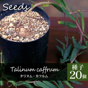 2216 Talinum caffrum/種子20個 タリヌム・カフルム根塊性多肉