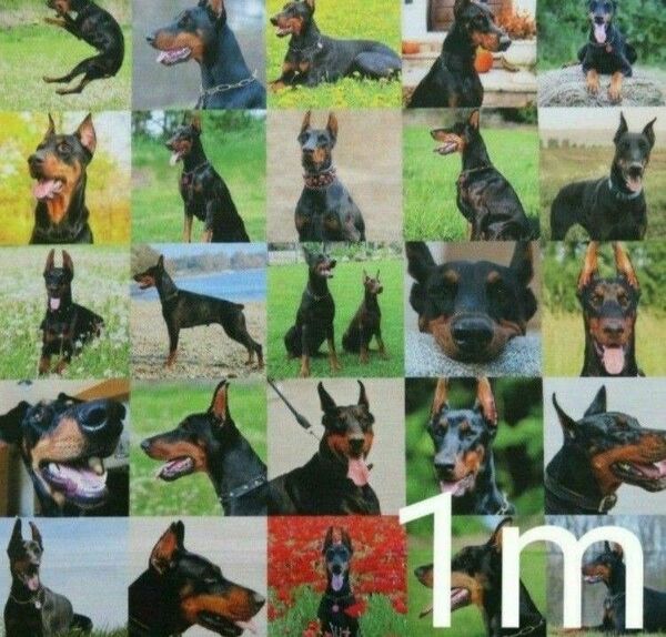 【ゆきちゃん限定】X369-3 ドーベルマン 犬 パネル柄 生地 布 1m