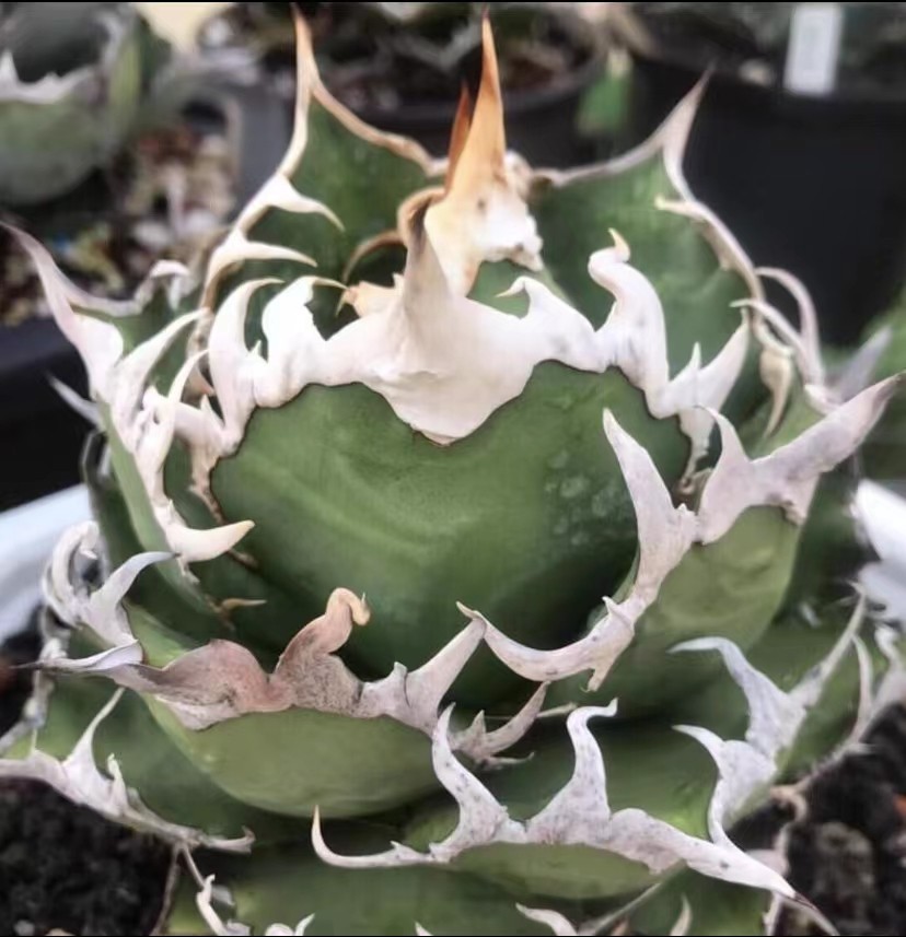ヤフオク! -「caesar」(アガベ) (観葉植物)の落札相場・落札価格