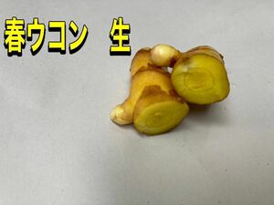 春ウコン 生 　食用　増量(農薬不使用) ネコポス 約600g