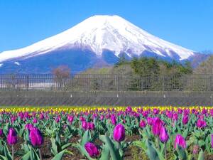  World Heritage Mt Fuji . tulip field 2 photograph A4 moreover, 2L version amount attaching 