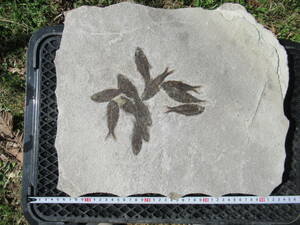 ... .....12 pcs. fish fossil naitia