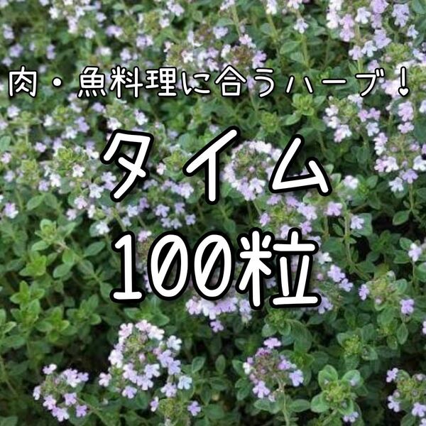 【タイムのタネ】100粒 種子 種 ハーブ 立性