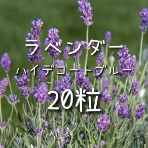 【ラベンダーのタネ】20粒 種子 種 花 ドライフラワーにも ハーブ