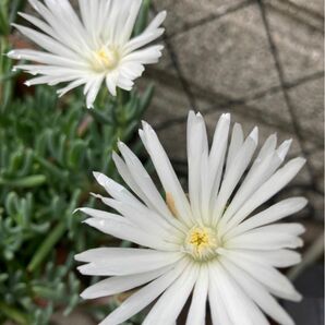 松葉ギク　多肉植物　白色　挿し芽用カット芽　約5cm 15本　　※ピンク色もご希望であれば2本おまけ♪ 