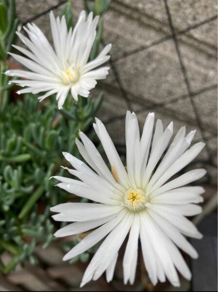 松葉ギク　多肉植物　白色　挿し芽用カット芽　約5cm 15本　　※ピンク色もご希望であれば2本おまけ♪ 