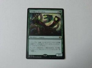 MTG 美品 【マナ喰らいのハイドラ】 （レア） ORI 日 9枚迄