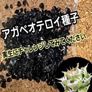 アガベ オテロイ 種子【10粒】良血統厳選 オアハカ メキシコ産 鮮度の良い種ですので発芽率も高い！ 是非、実生にチャレンジくださいの画像2