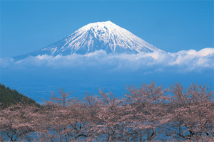 ■『富士山／桜』のポスター■