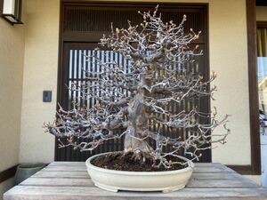 [ receipt limitation (pick up) ] chinese quince Karin chinese quince bonsai . tree 