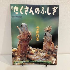 220309【ふしぎ新聞付き美品】月刊たくさんのふしぎ 1991年7月号「うまれる」越智典子 大塚高雄 ★当時物絵本福音館書店かがくのとも