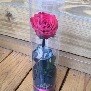 新品未使用 PRESERVED FLOWER プリザーブドフラワー　一輪の薔薇 真紅　ローズ 高さ25cm×幅6cm×奥行6cm　茎・葉までブリザーブド加工