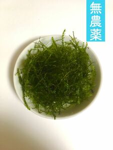 ウィローモス 約 30 g - 無農薬 -