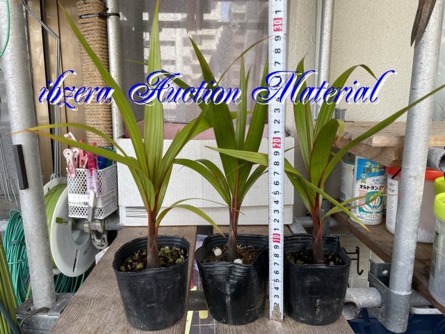 ヤフオク! -ヤシ 観葉植物の中古品・新品・未使用品一覧