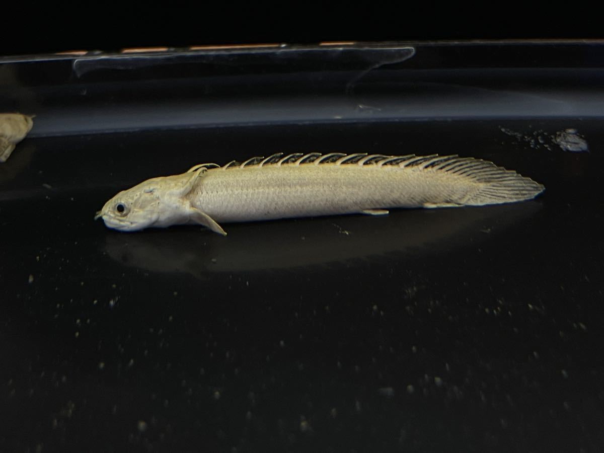 ヤフオク! -プラチナエンドリケリー(ペット、生き物)の中古品・新品 ...