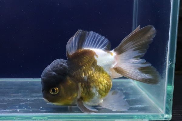 ヤフオク! -金魚 パンダオランダの中古品・新品・未使用品一覧