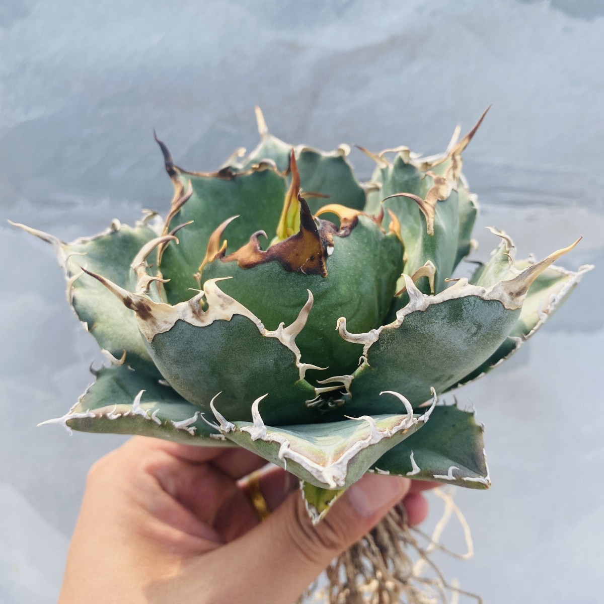 ヤフオク! -「アガベ 白鯨」(アガベ) (観葉植物)の落札相場・落札価格