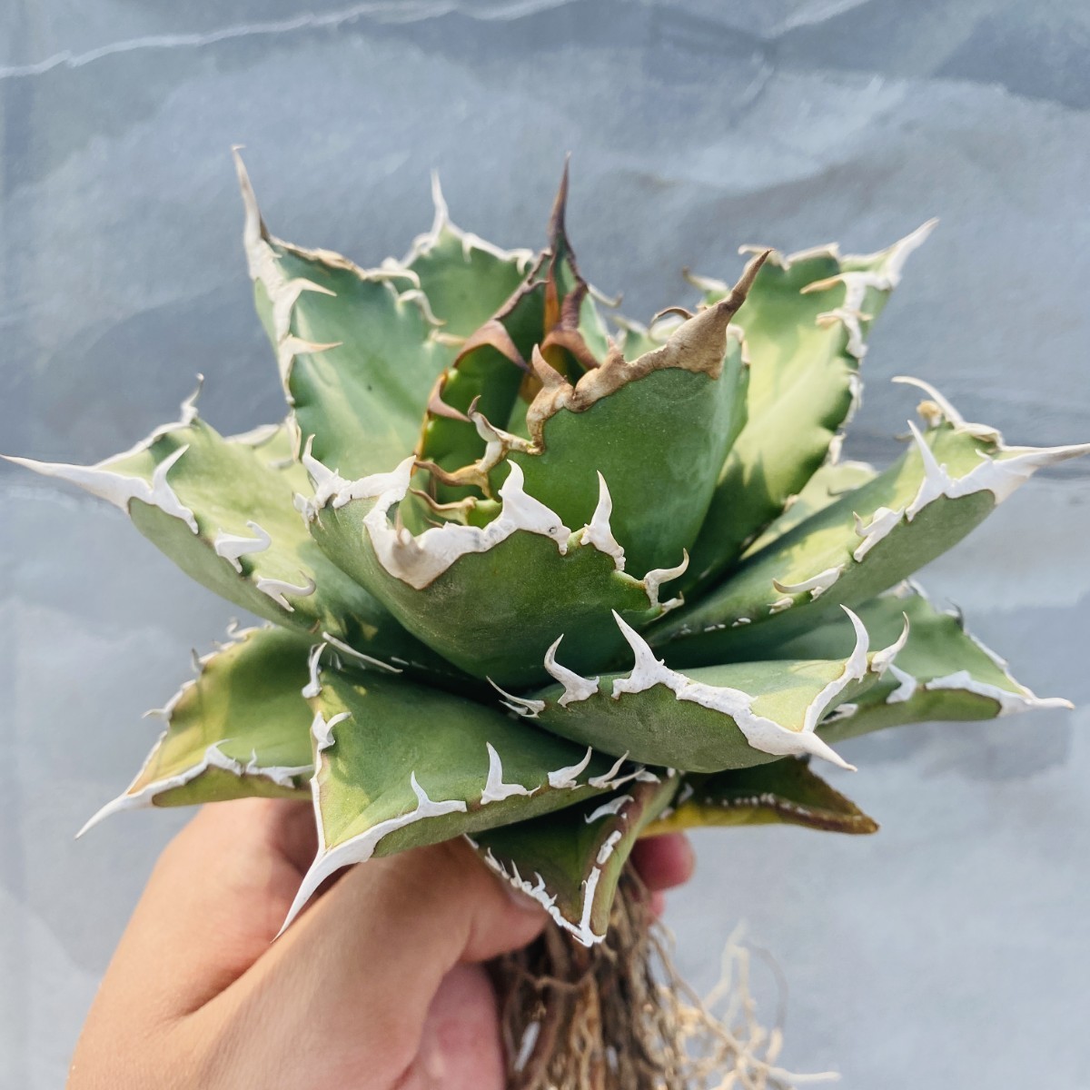 ヤフオク! -「アガベ 白鯨」(アガベ) (観葉植物)の落札相場・落札価格