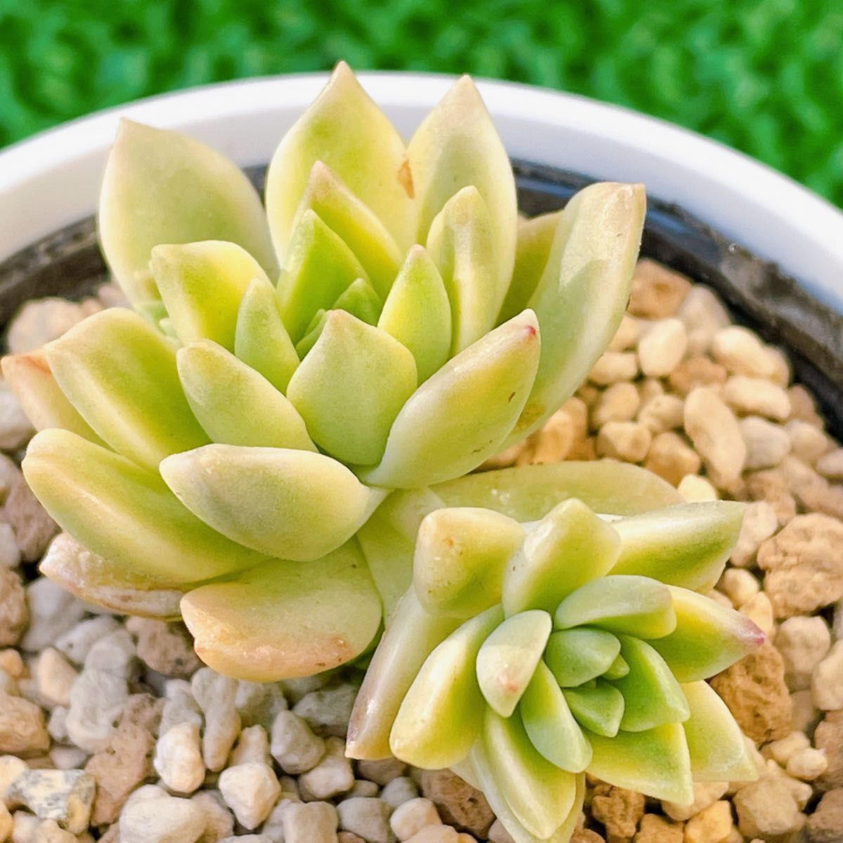 最大64%オフ! 多肉植物アガべ バーントバーガンディ黄中斑 缟斑 2株