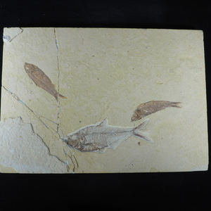  era thing old fee fish fossil tile past . damage. .. equipped width 33cm depth 23cm height 2cm IWS503