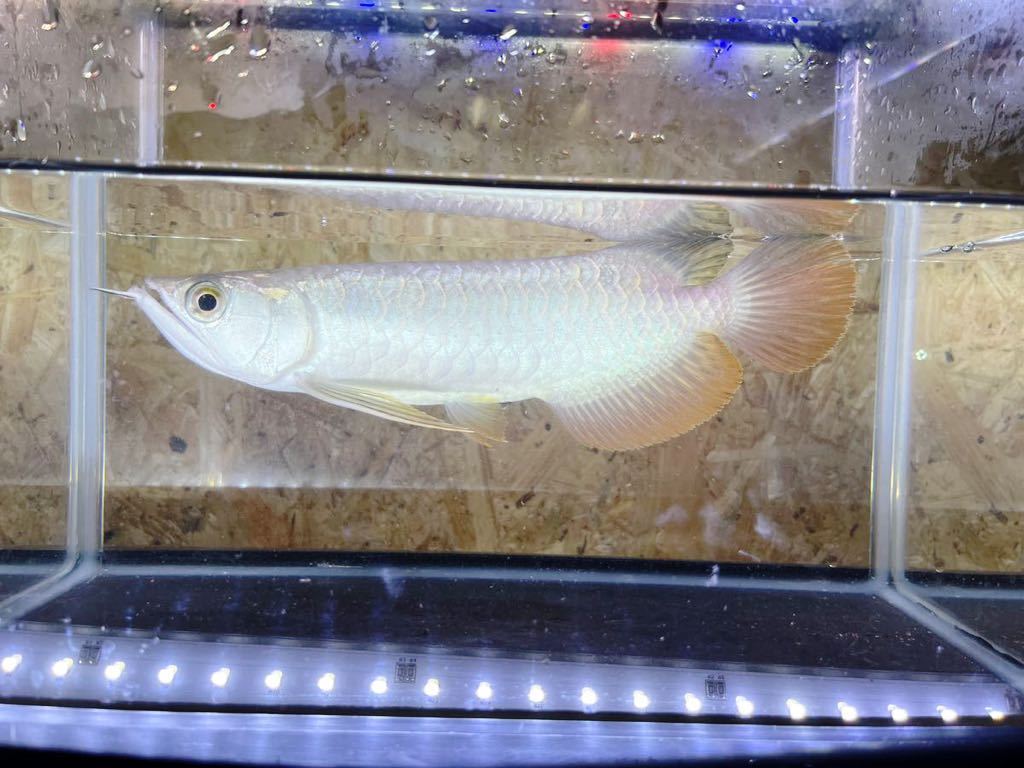 ヤフオク! -「アジアアロワナ」(淡水魚) (熱帯魚)の落札相場・落札価格