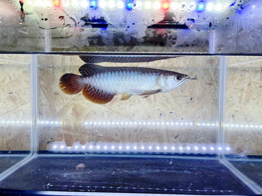 ヤフオク! -「アジアアロワナ」(ペット、生き物) の落札相場・落札価格