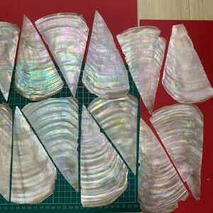  pearl shell slice 10 pieces set 