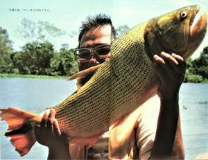  Kaikou Takeshi [ Opa!] Showa era 56 year no. 1. large river Amazon. . fish *. fish *. fish fishing photograph : height .. explanation :.... rice field middle ... attaching 