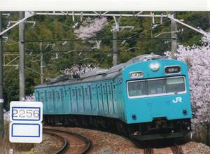 【鉄道写真】[2256]桜 JR西日本 103系A48運用 2008年4月頃撮影、鉄道ファンの方へ、お子様へ