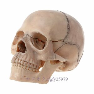 A945B☆新品15ピースセット 4D 分解頭蓋骨解剖モデル 取り外し可能 医療教育ツール
