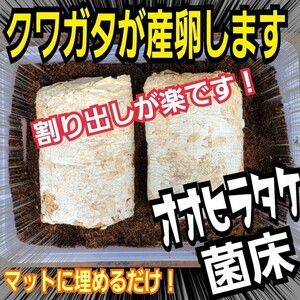 【2本セット】クワガタの産卵材の代わりに！オオヒラタケ菌床ブロック　簡単にほぐせるので幼虫の割り出しが楽です　マットに埋め込むだけ