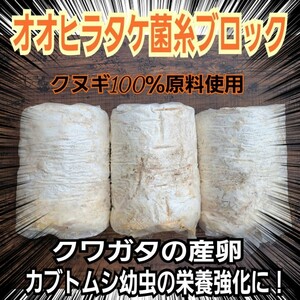 【3本セット】クワガタの産卵材の代わりに！オオヒラタケ菌床ブロック　簡単にほぐせるので幼虫の割り出しが楽です　マットに埋め込むだけ