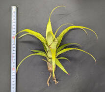 Aechmea triangularis　エクメア・トリアングラリス_画像3