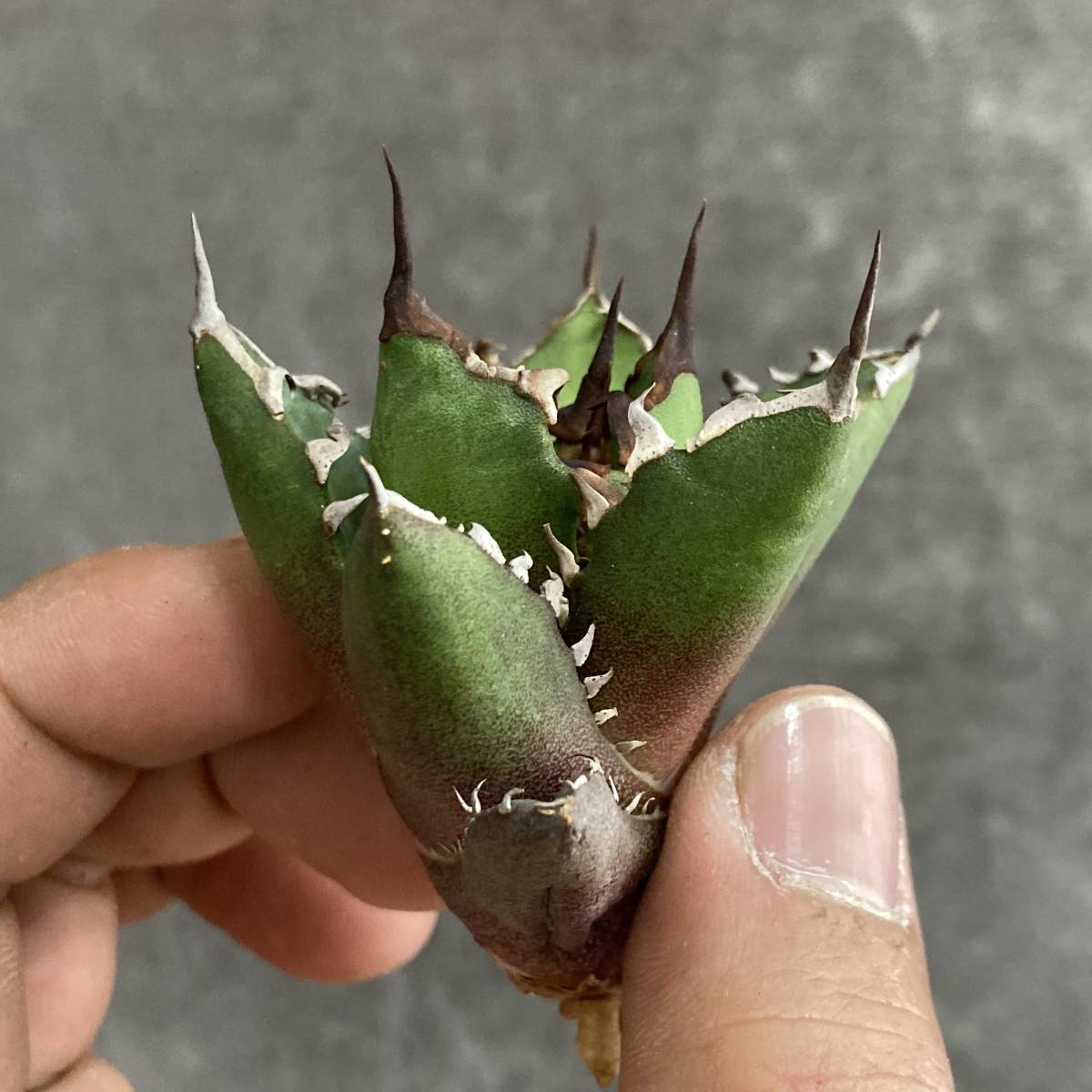 25 多肉植物アガベ チタノタ 三叉戟 特選 極上株 発根済 ➕ ハデス 1株