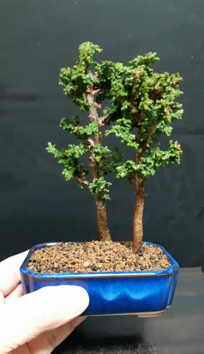 ヤフオク! -盆栽 石化の中古品・新品・未使用品一覧