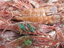 【3箱】珍味な海老!! 「ガラ海老1kg」境港自慢の逸品（活または活冷凍）_画像5