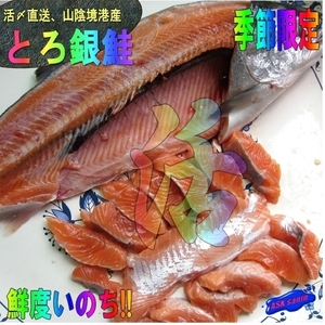 【3本】境港産「銀鮭1.2kg位」生食用とろとろサーモン、活生での販売となります。